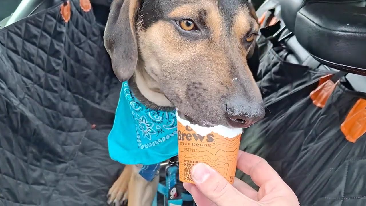 Utah Humane - Nevermore