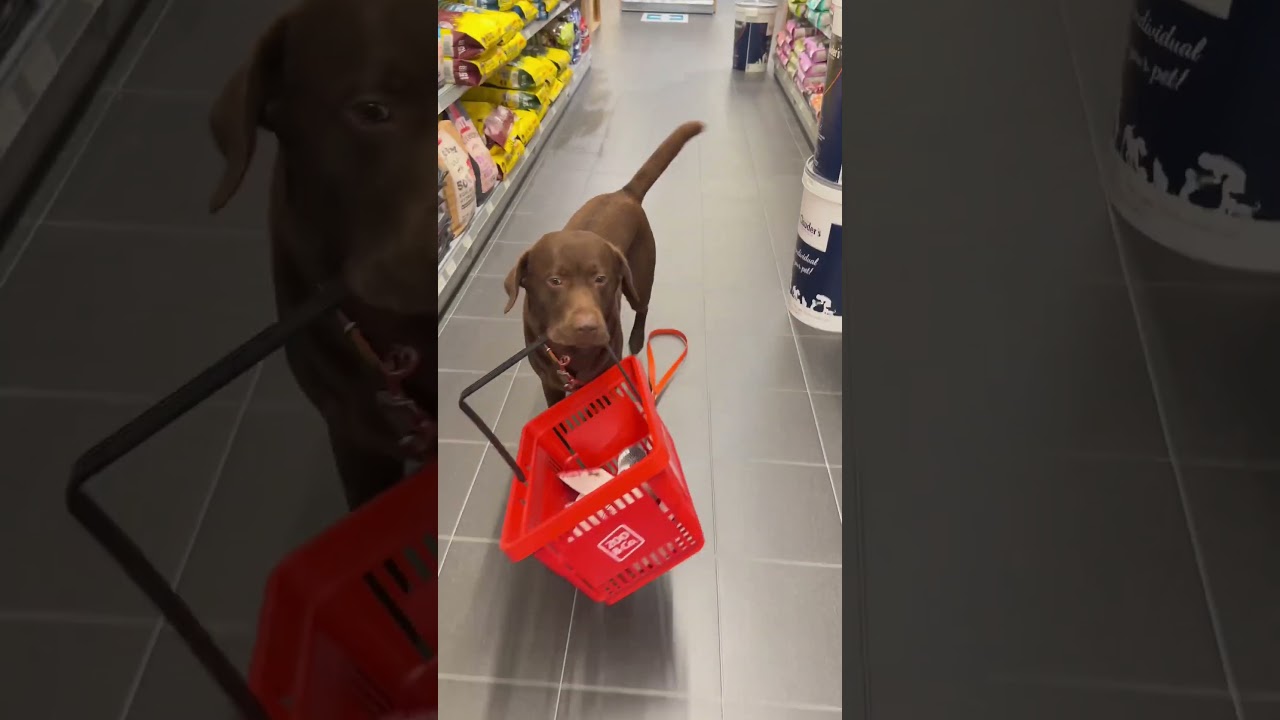 Wenn dein Hund einkaufen geht 🐶❤️ #samlabrador #haustiere