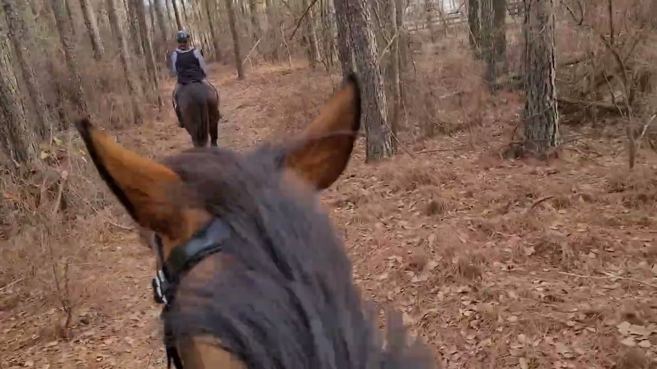1/21/26 Rona & Christine, Fire & Sandy hacking off the Aiken farm to the Equi-community center. 