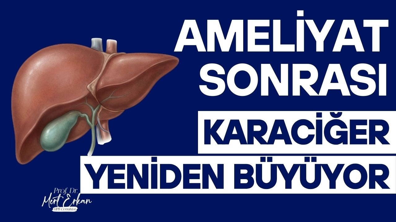 Karaciğerin Yenilenme Mucizesi: Ne Kadarını Alabiliriz, Ne Kalmalı?