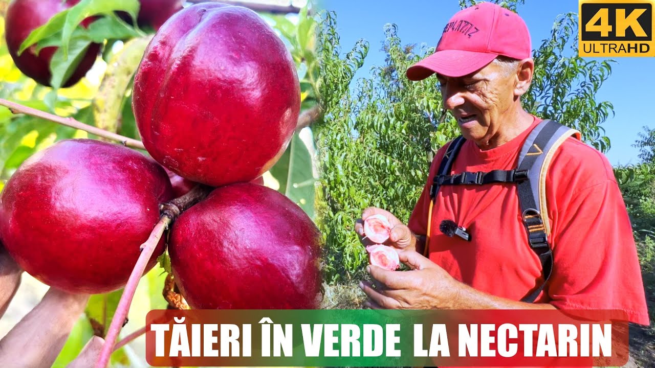 Taierea dupa recoltare la nectarin