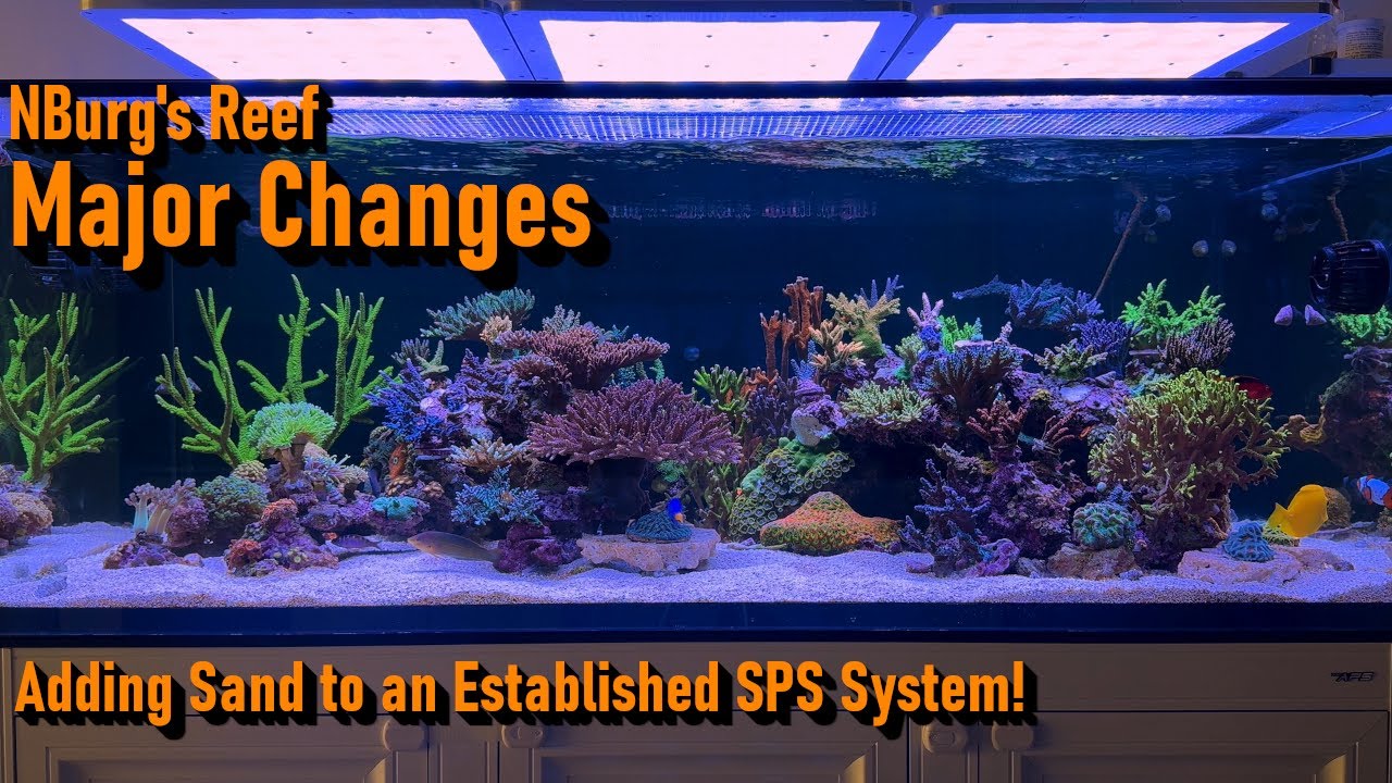 Big Changes in my SPS Reef Tank