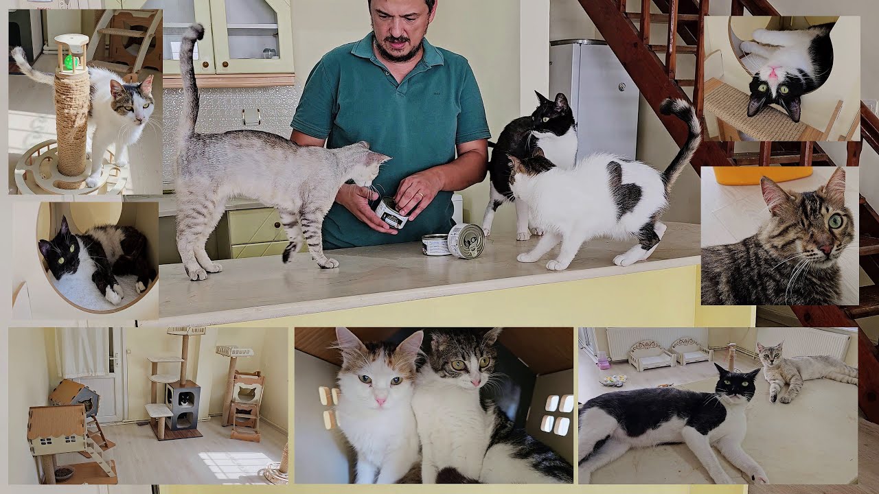 Человек, который живет жизнью, полной любви, в одном доме с кошками, которых он спас.