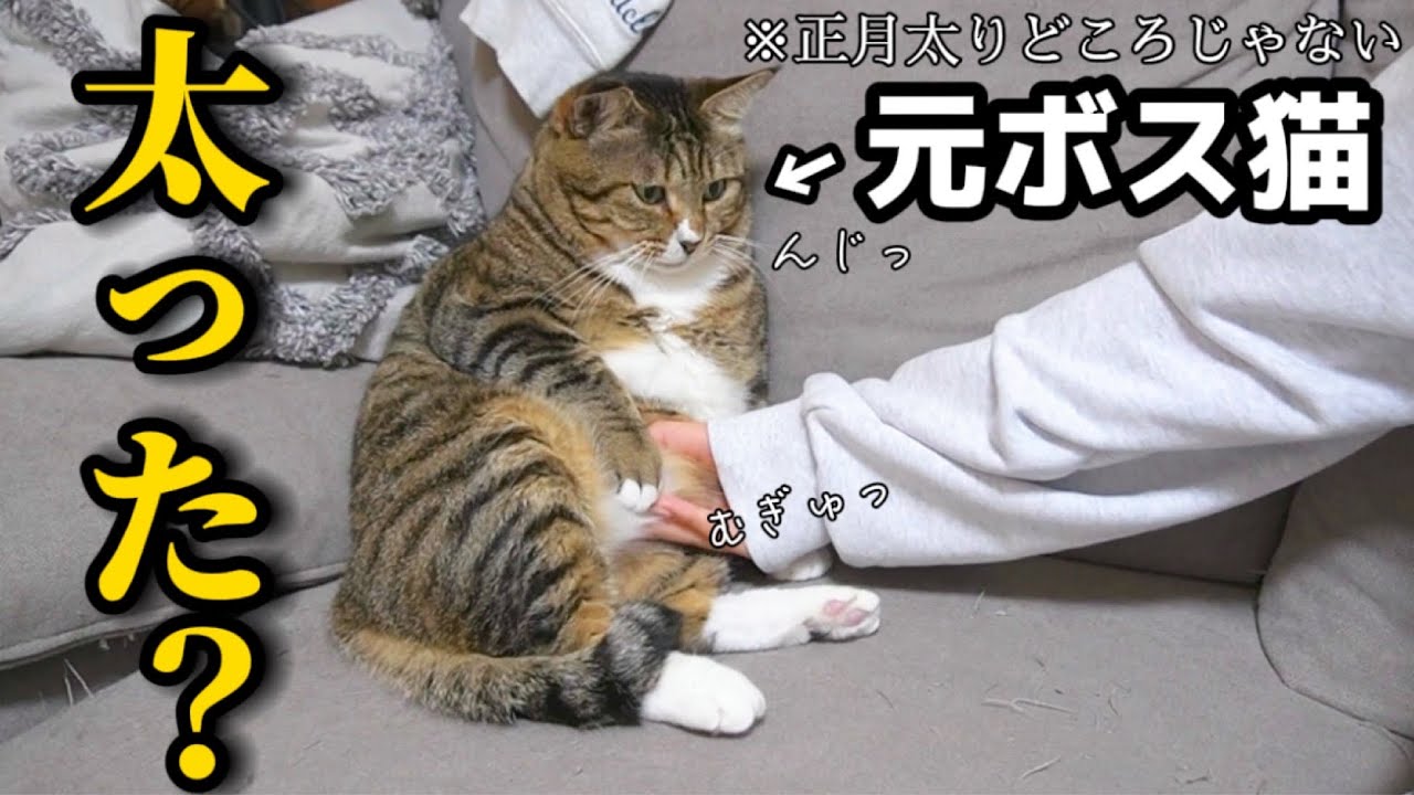 野良猫から家猫になりニャン生大逆転した元ボス猫と過ごす動かなすぎる年末年始