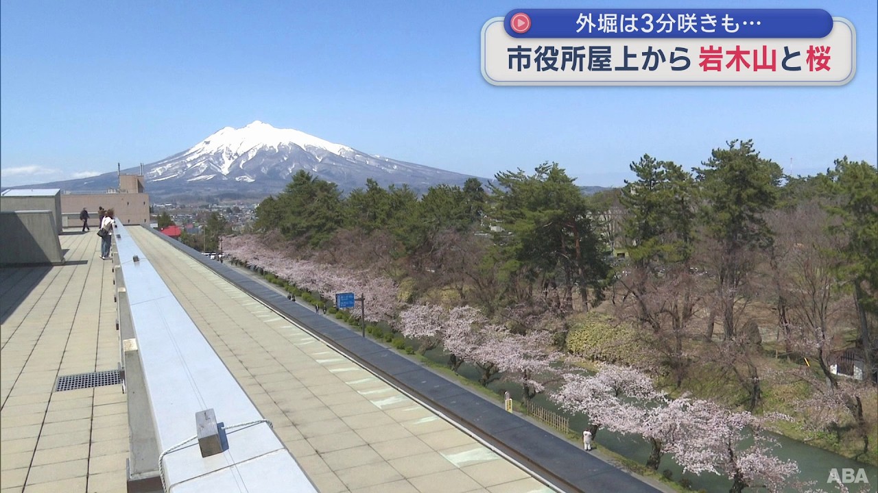【青森県】観測史上2番目の早さ!青森市でソメイヨシノ開花 弘前公園外堀は3分咲き 八戸もシーズン到来（2026年4月13日放送）