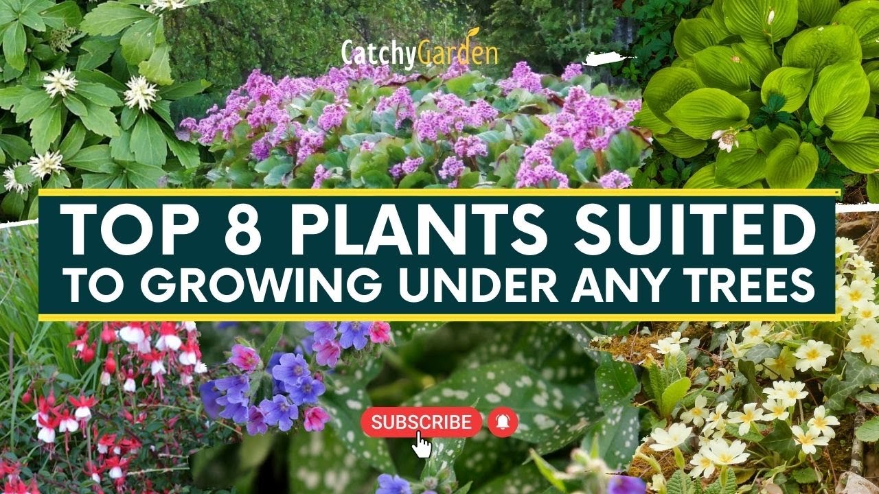 Top 8 Plants Suited To Growing Under Any Trees 🌺🌳🌸 // Gardening Tips