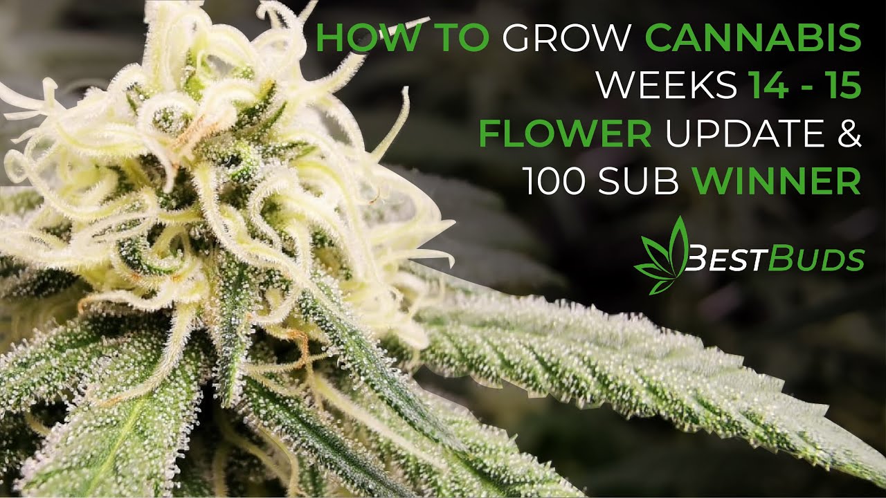 How To Grow Cannabis Weeks 14 - 15 - Flower Update | Indoor Home Grow Season 1 | Best Buds