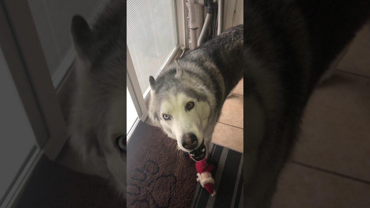 Zeus crying to go out with rawhide
