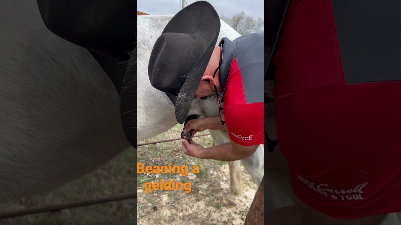 How to bean a gelding. Horse owner need to know info.