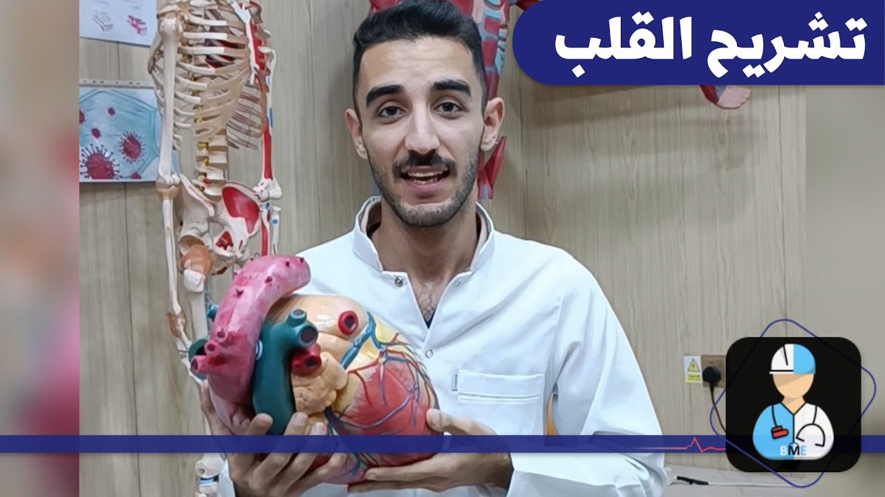 تشريح القلب و الدورة الدموية ، هندسة الطب الحياتي - جامعة كربلاء