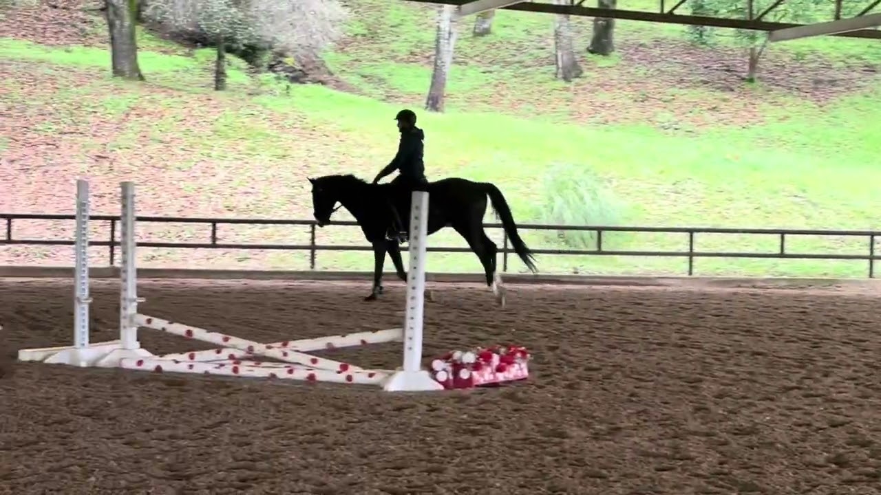 Custom Ink - flat work and small jumps - March 2026