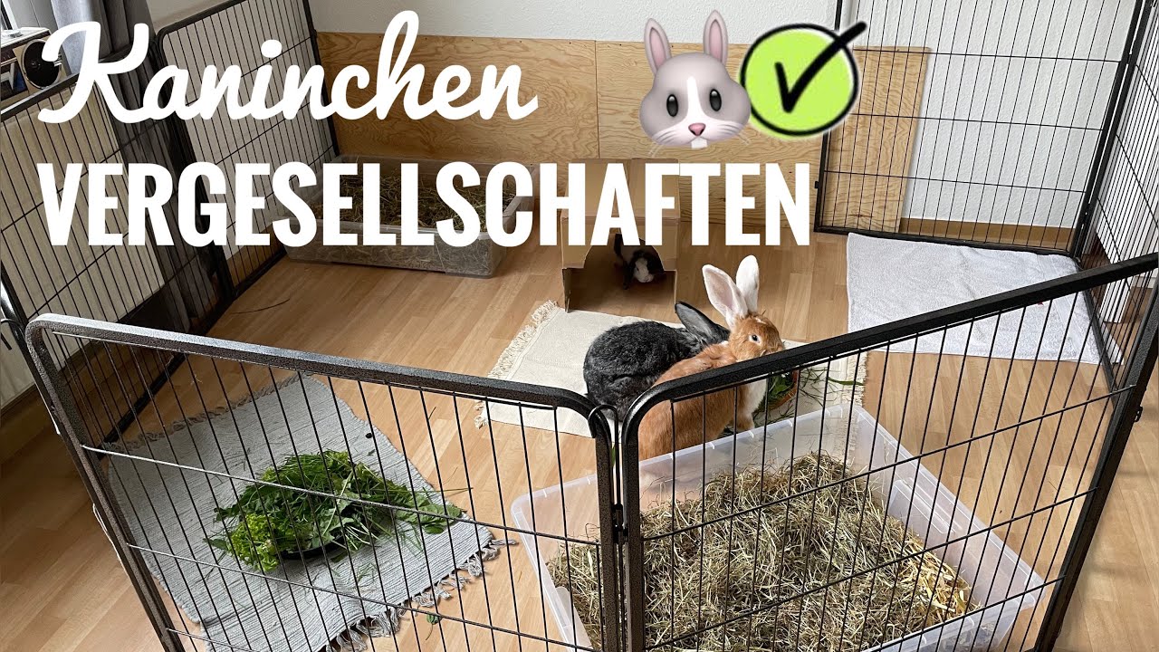 Vergesellschaftung von Kaninchen | Stupsnasenbande