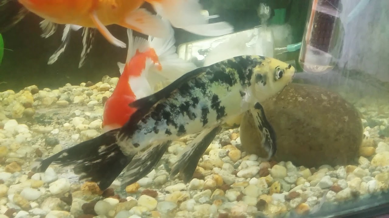 Carpas velo de novia calidad importacion