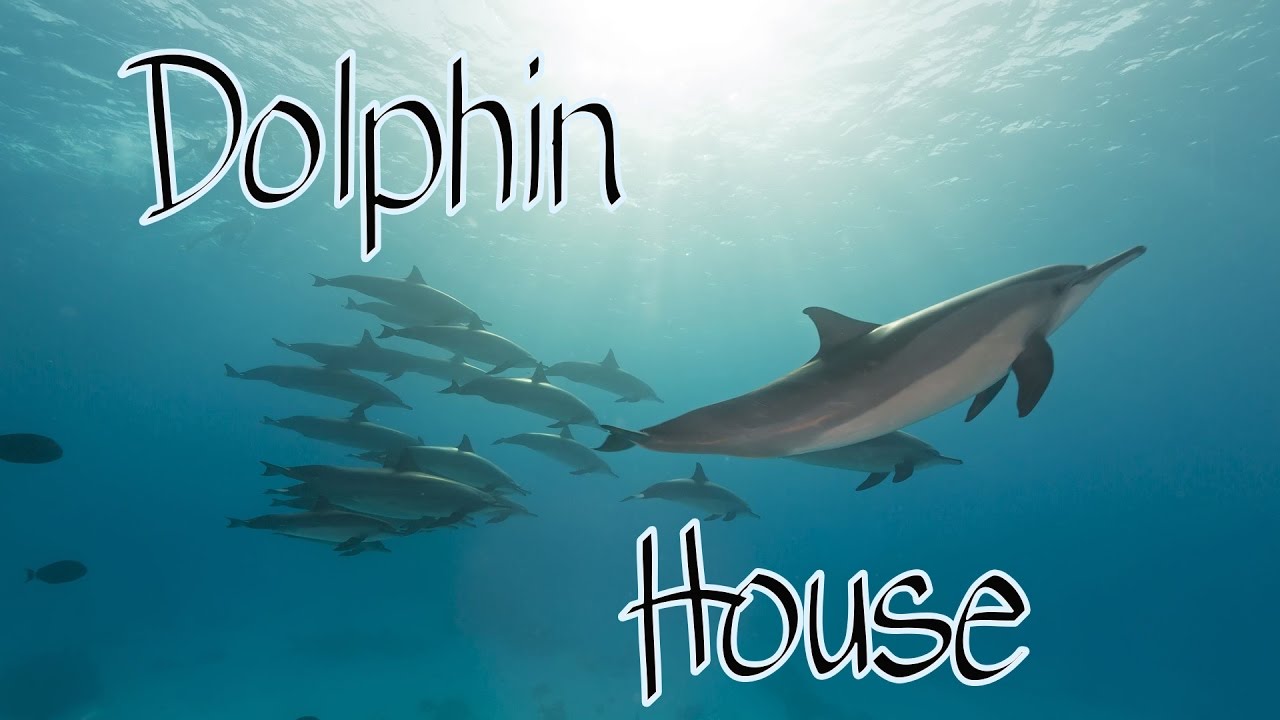 Schwimmen mit Delfinen | Dolphin House [Shaab Samadai] | Tauch-Vlog #17 | #abgetaucht