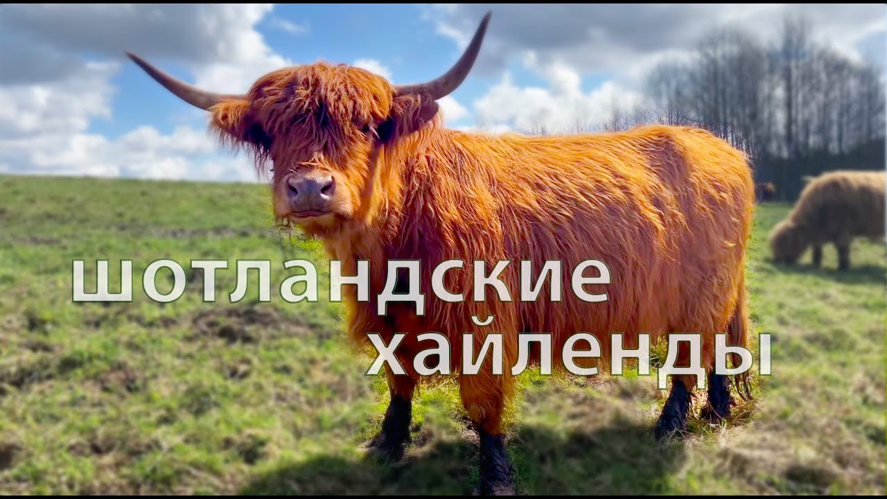 коровы ДИКОГО РАНЧО | краткая история породы