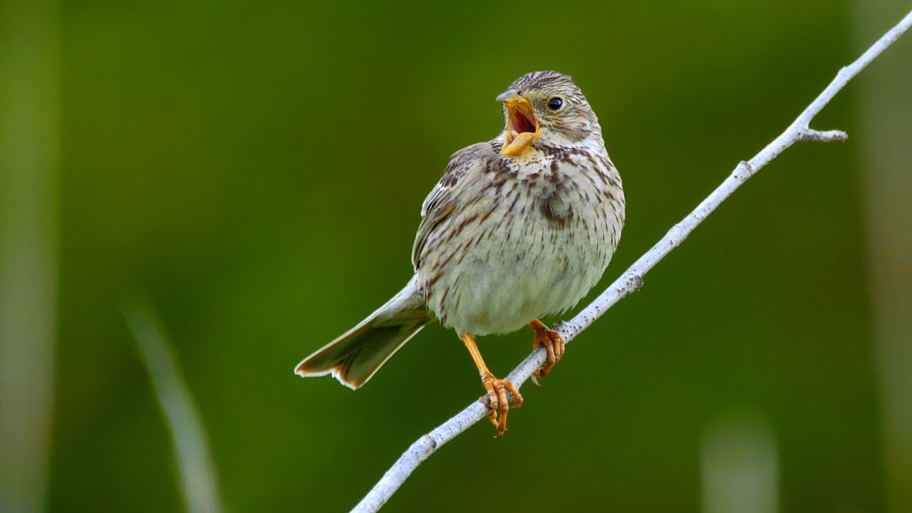 Bird sounds &ndash; Corn bunting (Emberiza calandra)