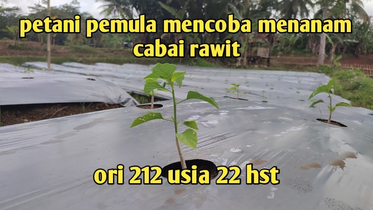 Update perkembangan tanaman cabai rawit ori 212 usia 22 hst,