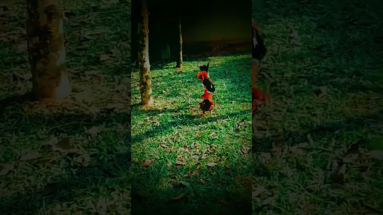 Real Cock Fight