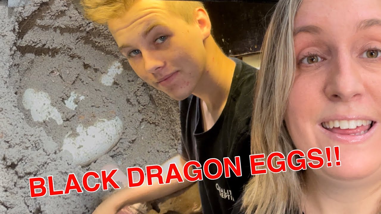 Digging up black dragon eggs!