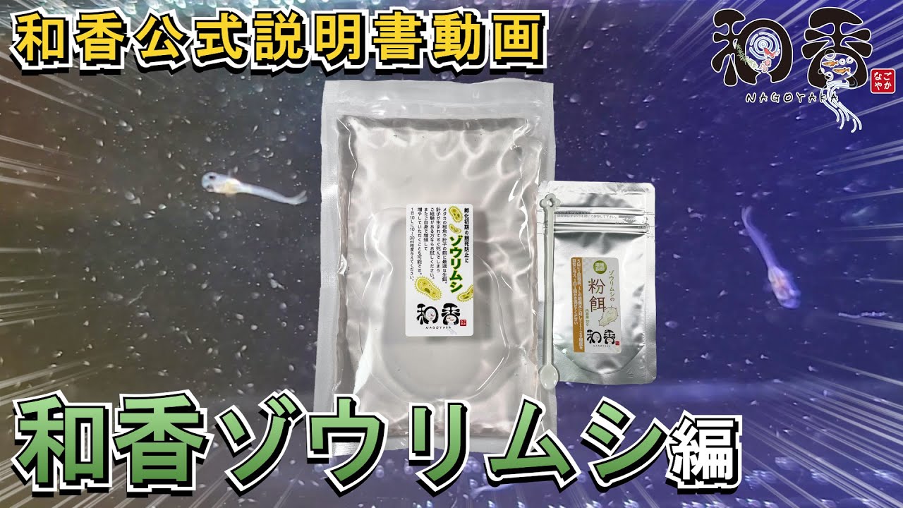 和香 ゾウリムシ 公式説明動画 #めだか #針子稚魚 #金魚 #ミジンコ #熱帯魚 などの #初期餌 #活餌 として多くご愛用の #ゾウリムシ の#使用方法 #培養方法 を分かりやすく動画説明します。