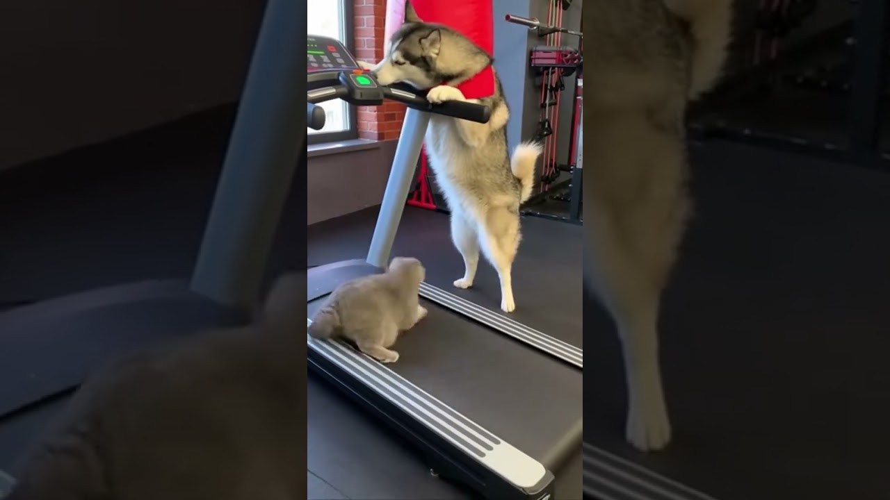 Gato Gordo Leo Tenta Emagrecer, Mas Bulldog Apronta e Leva Uma Surra 😂 #CuteAnimals#AnimalVideos