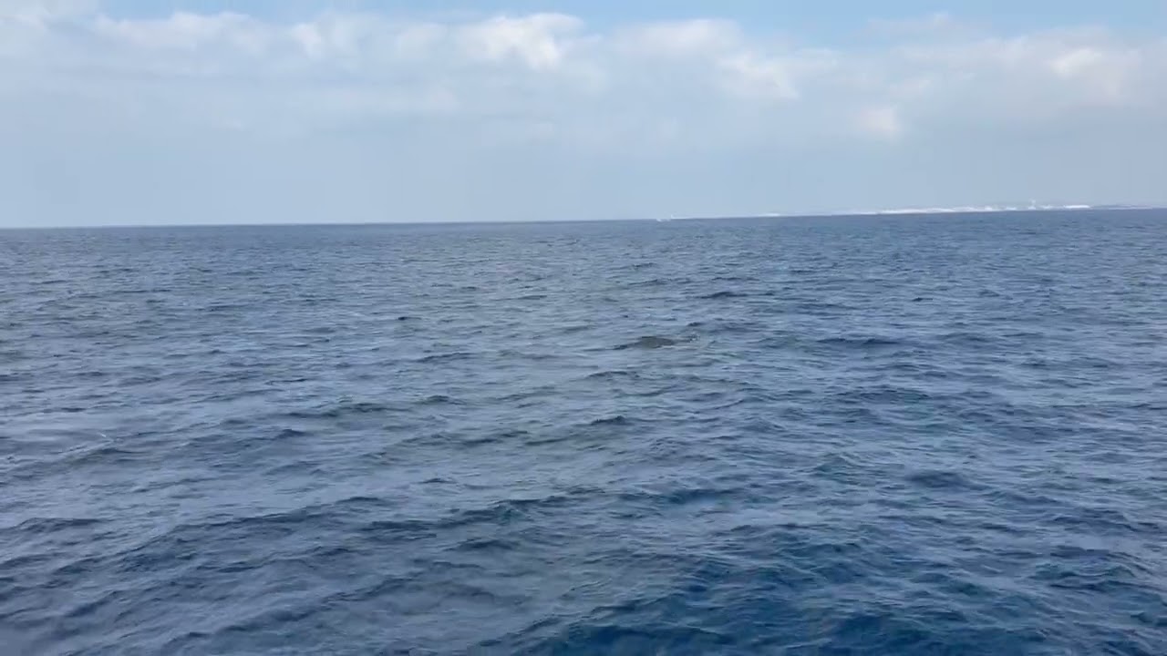 クジラのパフォーマンス！ザトウクジラ親子ブロー！