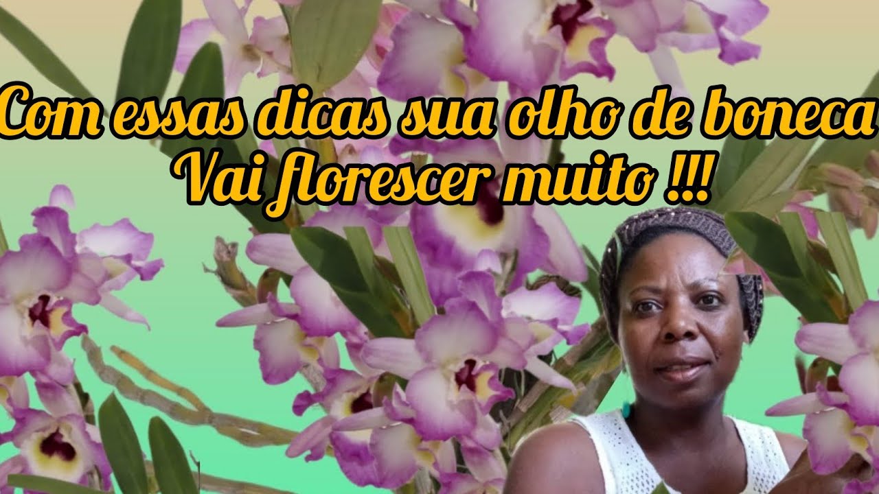 Como cuidar da orquídea Olho de boneca : Dicas de como ter lindas florações do Dendrobium Nobile.