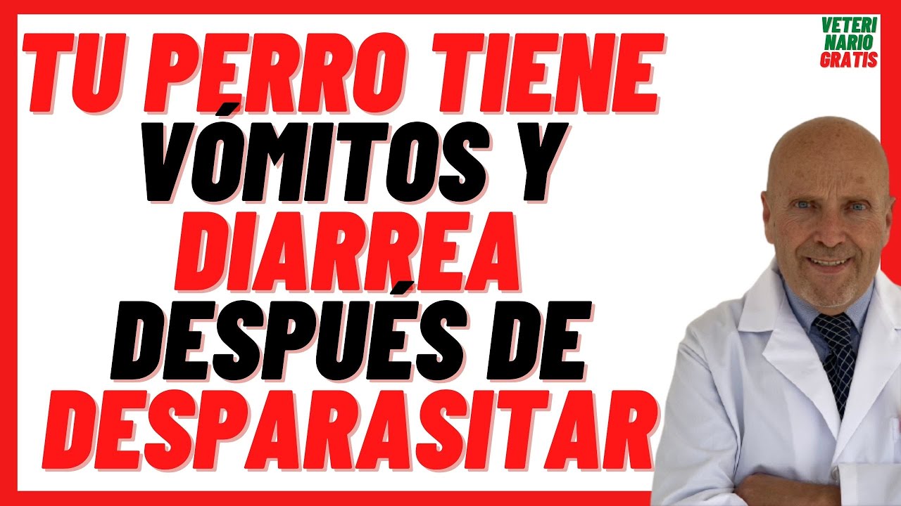 🔴 Vómito y Diarrea  🔴 Síntomas y Efectos Secundarios Después de Desparasitar un Perro 🔴