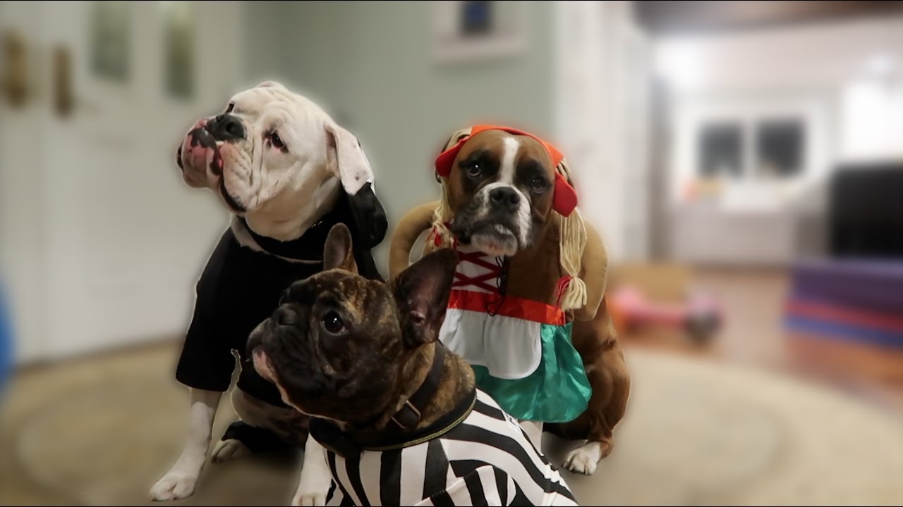 Doggy Halloween Fashion Show (WK 304.2) | Bratayley