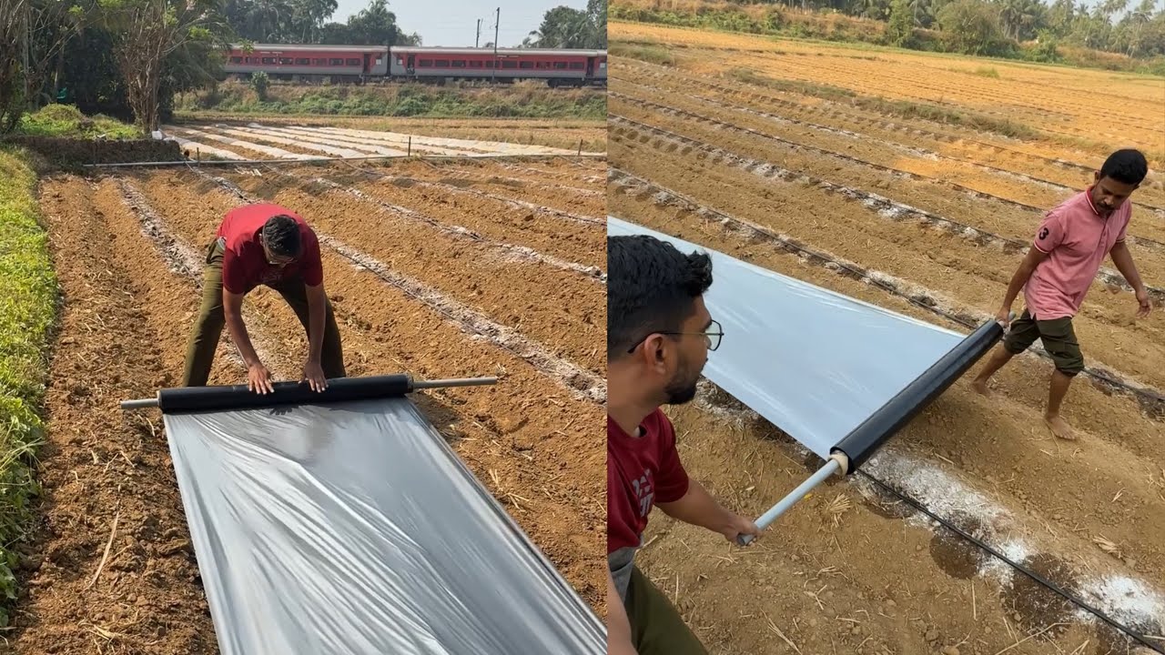 തണ്ണിമത്തൻ കൃഷിയിൽ കളകളെ പേടിക്കണ്ട, Mulching sheet laying #watermelon #farming 