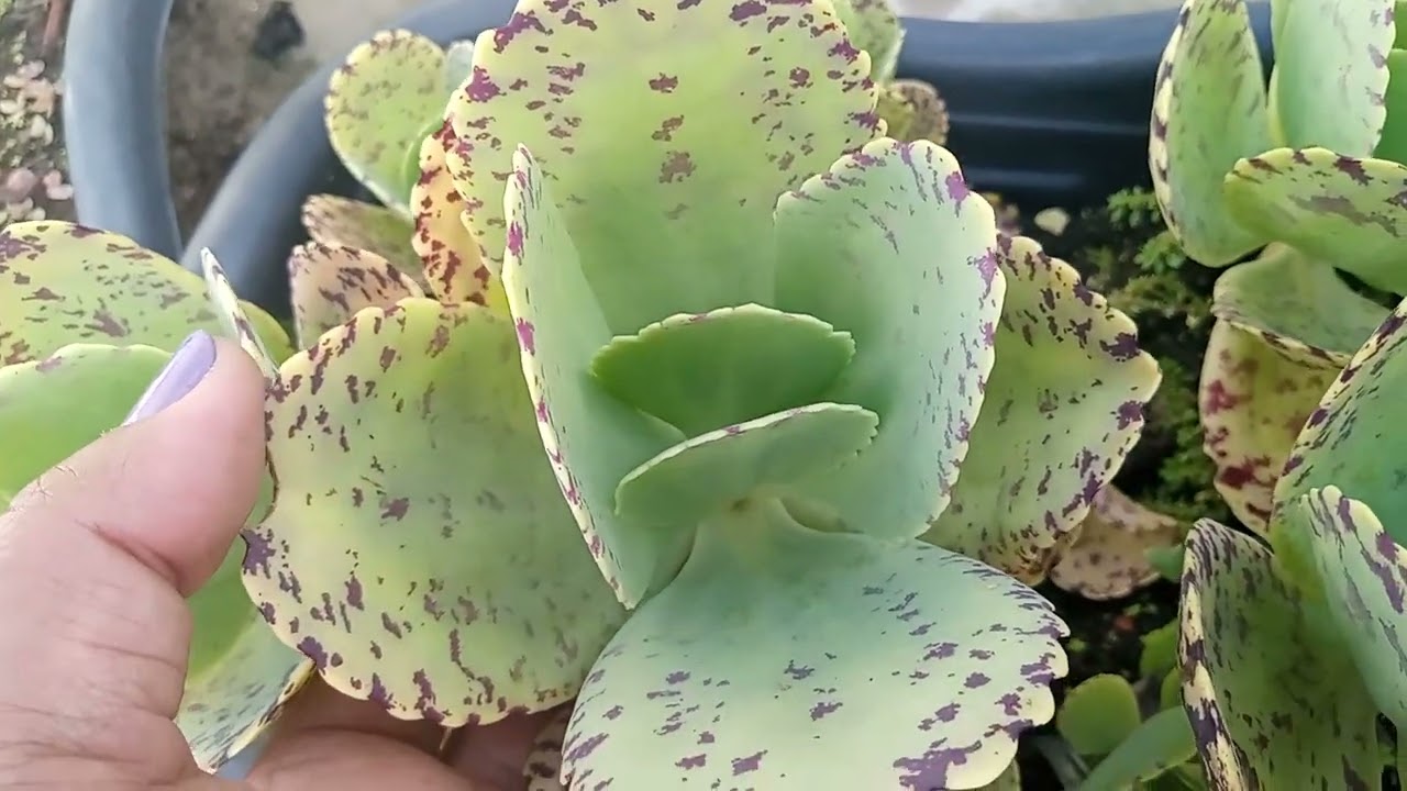 Planta que você só compra uma vez...