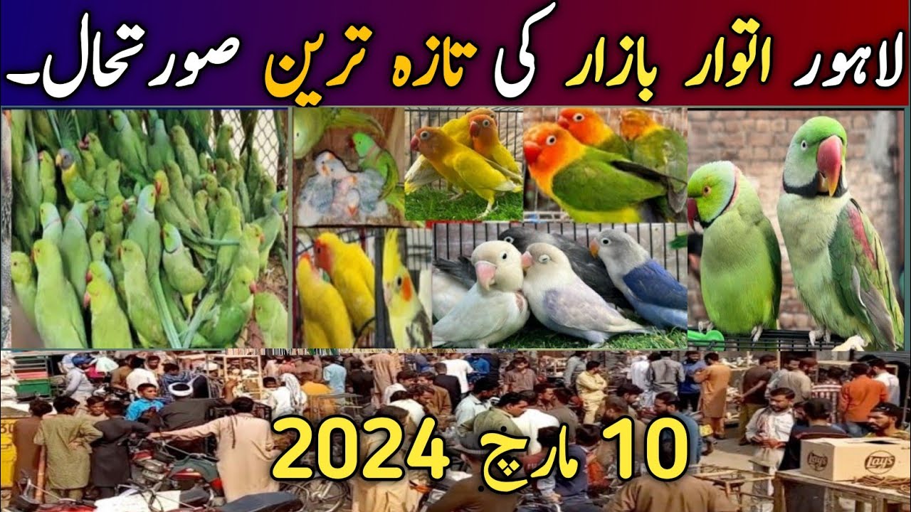 Lahore Sunday Birds Market Latest Price Update | @Parrots Information Channel  10 March 2024