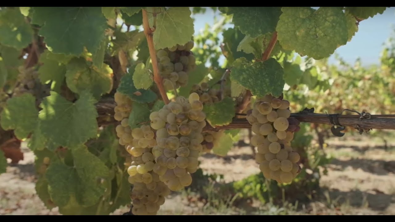 El secreto del godello de Valdeorras