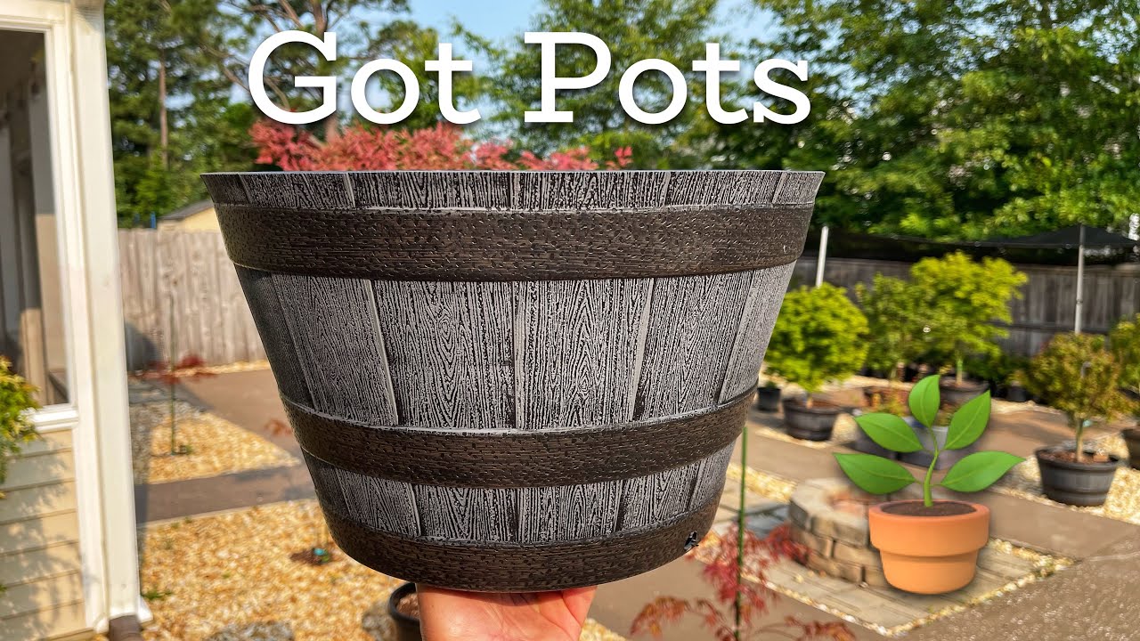 A Pot I Recommend For Your Japanese Maples And Conifers