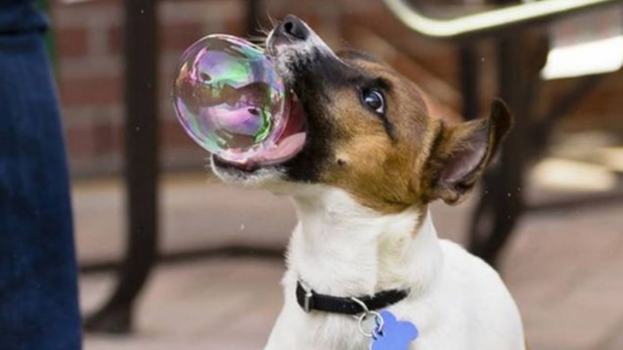 15 Hilarious dog photos taken at right moment not funny at all