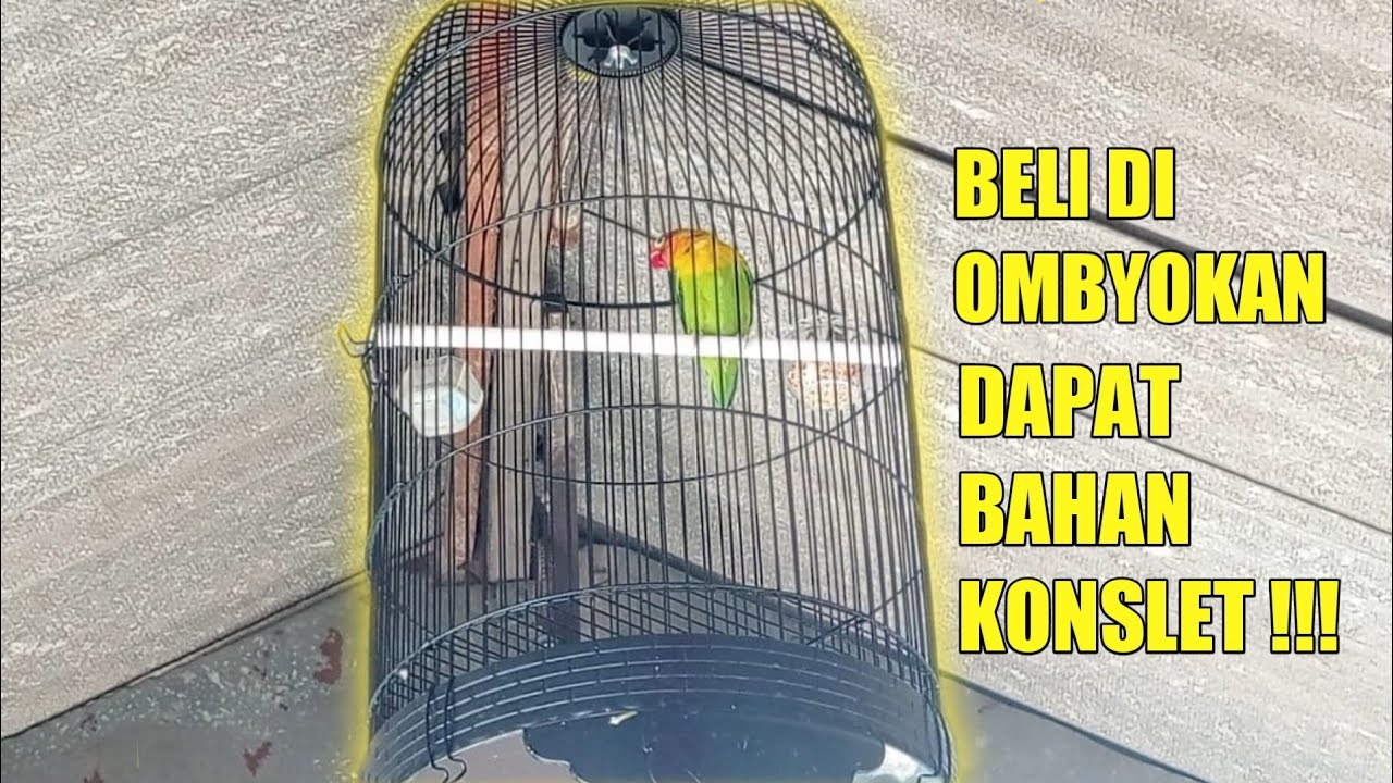 BELI LOVE BIRD DI OMBYOKAN MALAH DAPAT (BAHAN KONSLET)