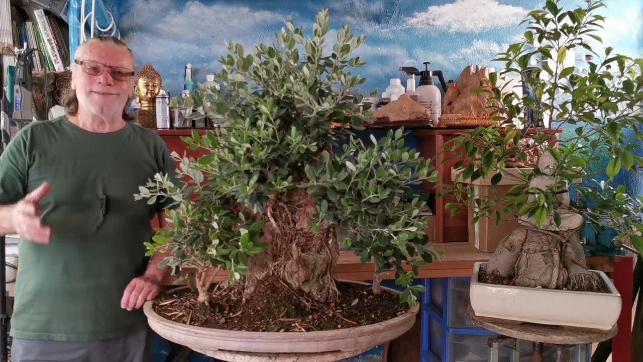 Compartir bonsai peña de los metrosidero y ficus del buda .
