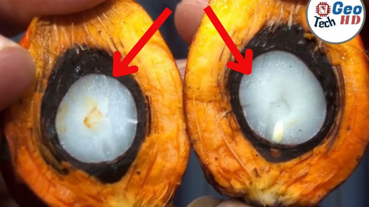 Incredible Palm Oil Production Process Make Millions of Dollars in Agriculture with Oil from Palm
