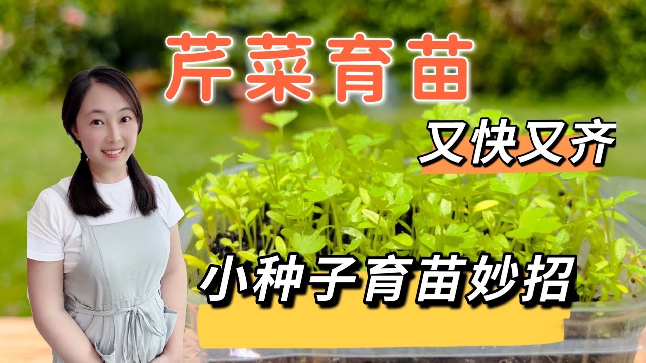 【种植57】中国芹菜种子育苗小妙招：浸泡过的小种子，只需一张厨房纸巾，出苗又快又整齐
