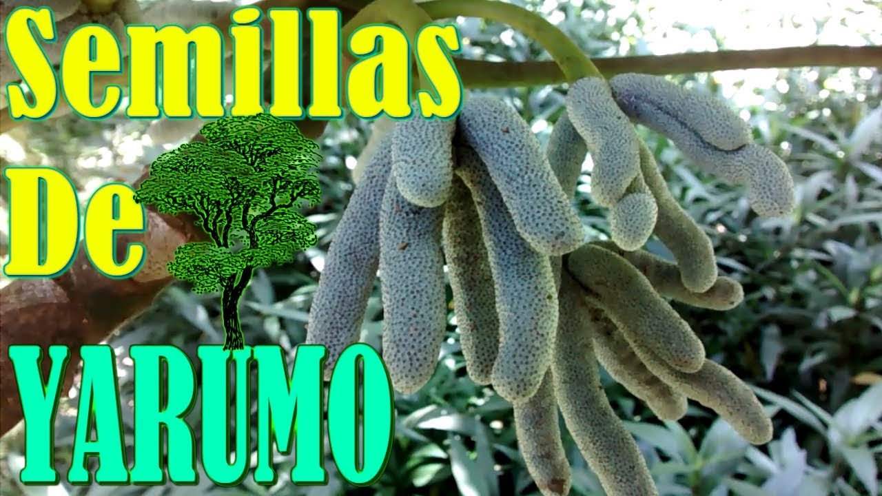 Como Recolectar Semillas De Yarumo || Cecropia Tree seeds || Lugares Y Plantas