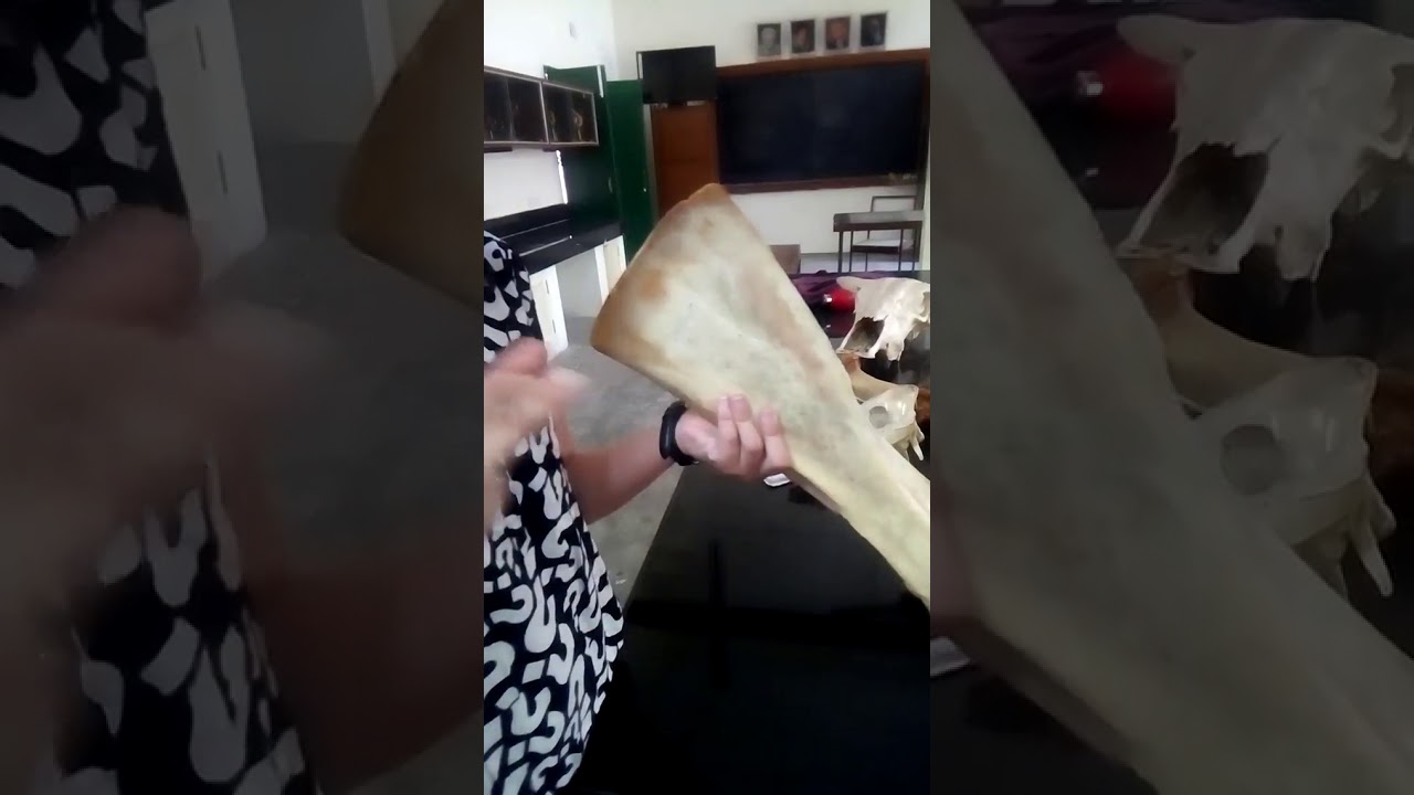 Scapula of domestic animals(Ox, Horse, Dog, Pig)