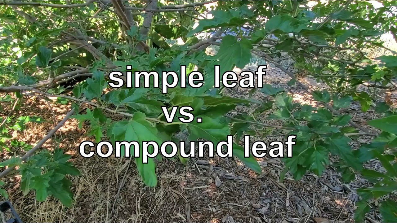 Simple leaf vs. compound leaf | Tree ID