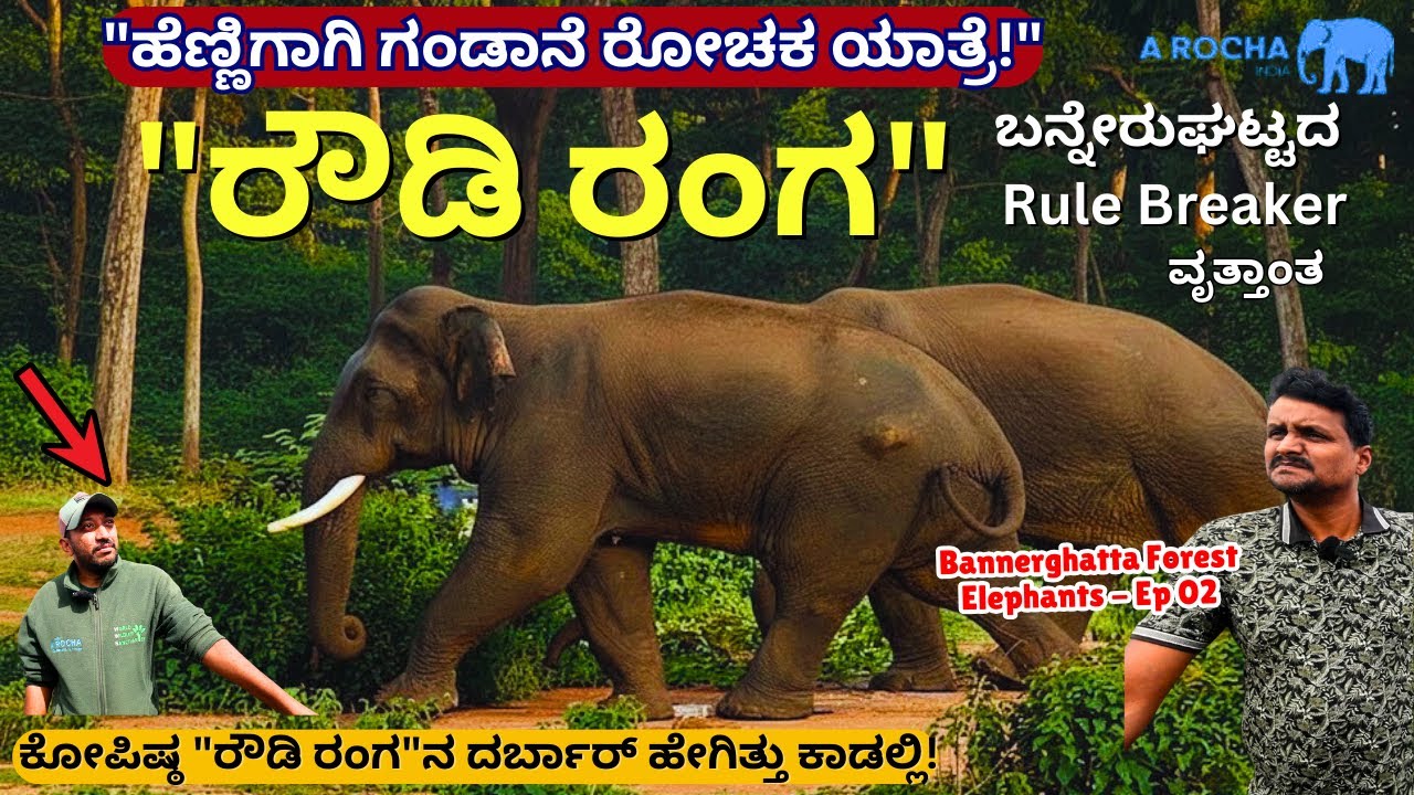 🐘Forest Tour-