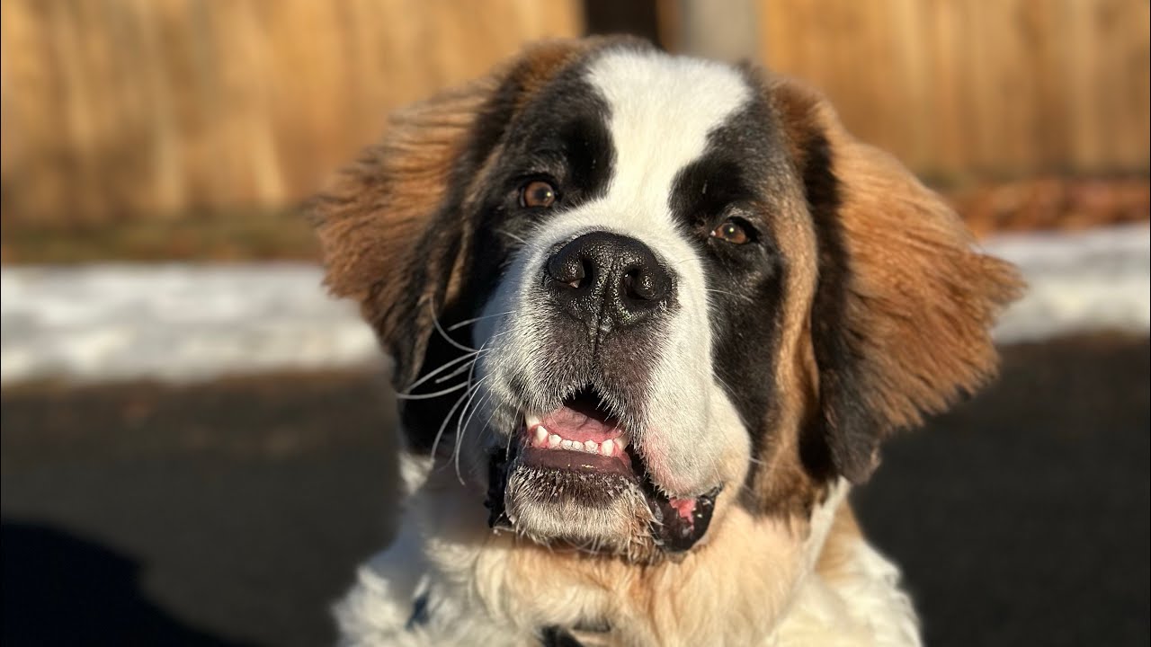 Connecticut dog training | Bernie the Saint Bernard gets listening ears!