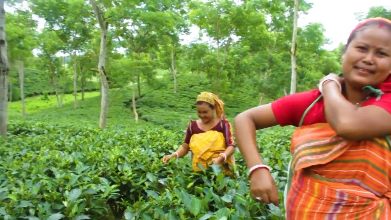 Esah Organic Tea | Interview with Mr.  Bijit Basumatary | Chakrasila Tea Garden | Kokrajhar
