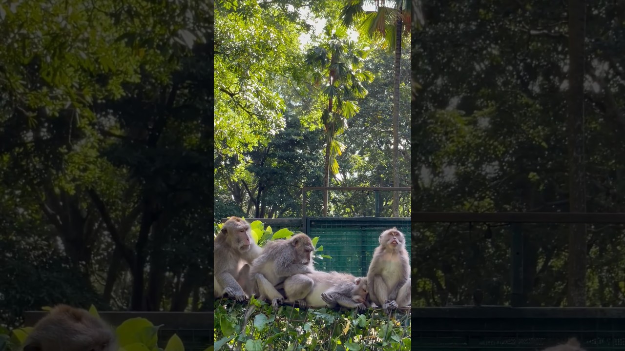 Just a Family of Monkeys Hanging Out 🍌🐒