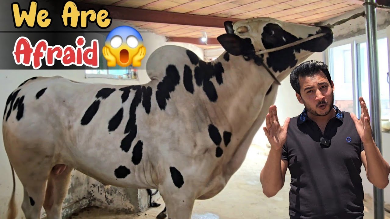 Naya Wera khana nahi kha raha 😞 - Names Suggestions for NEW BULL? - Bohat khatarnak ha  new Entry