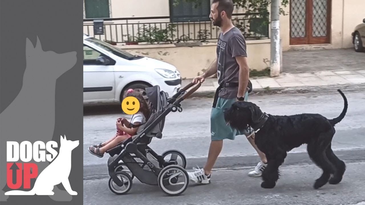 Giant Schnauzer Βασική Εκπαίδευση