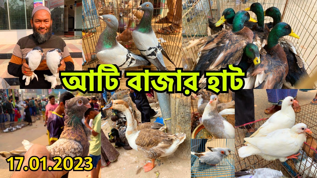 কেরানীগঞ্জের আটিবাজার হাট থেকে পাখি, কবুতর ও হাঁস-মুরগির বাজার দর জানুন | Atibazar Pet Market #514