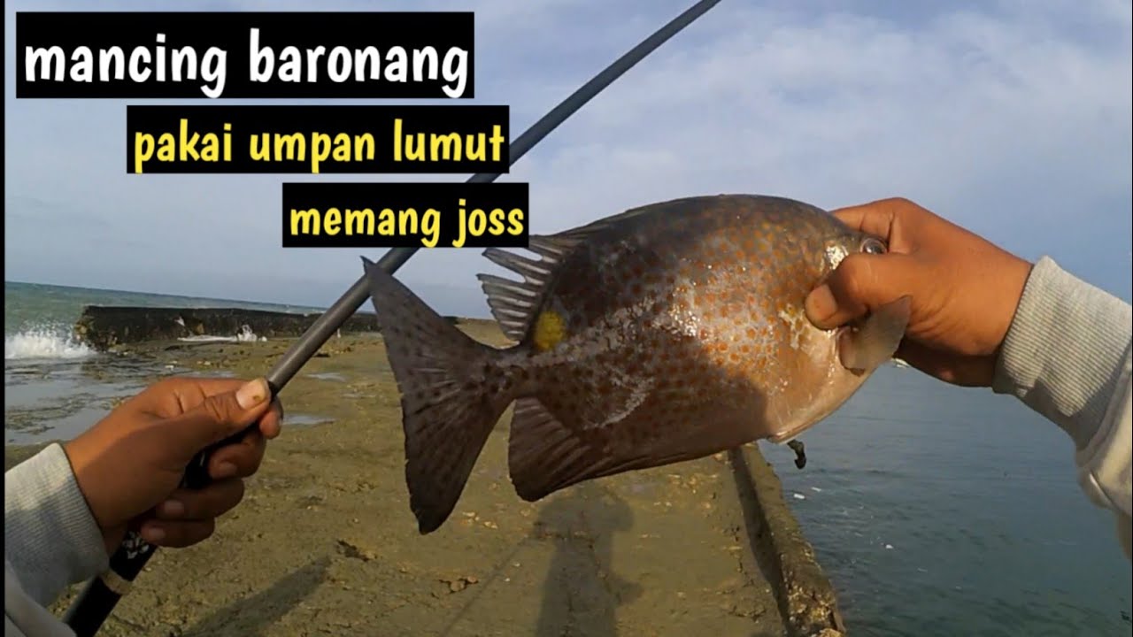 umpan lumut kesukaan baronang || tarikan ikan ini bikin ketagihan